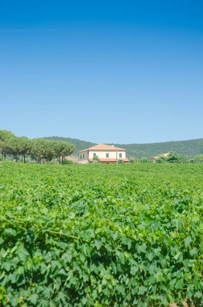 stock image Vineyard on a bright summer day