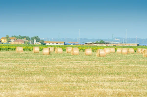 Fältet med rullar av hö sommardag — Stockfoto