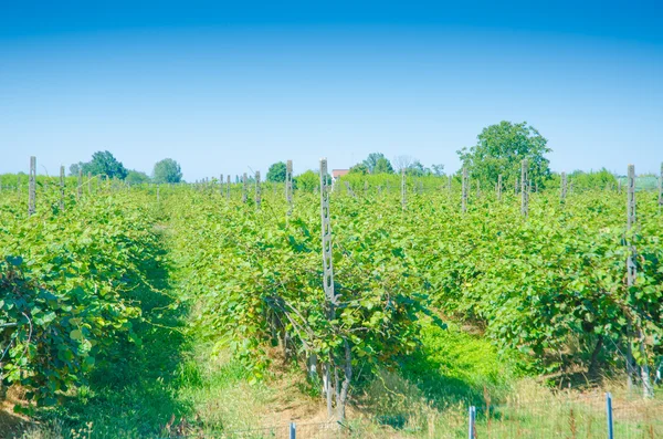 Vineyard on a bright summer day — Stock Photo, Image