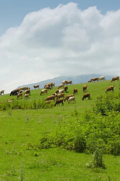 Krów pasących się na polu zielonym — Zdjęcie stockowe