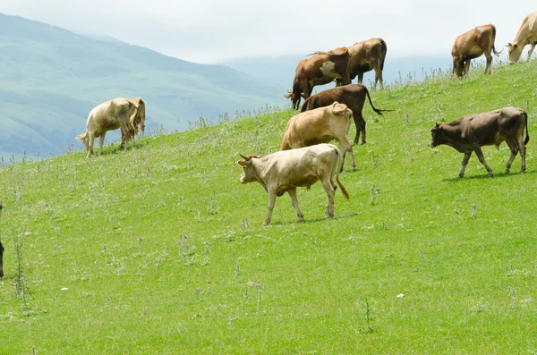 Αγελάδες που βόσκουν στο πράσινο πεδίο — Φωτογραφία Αρχείου