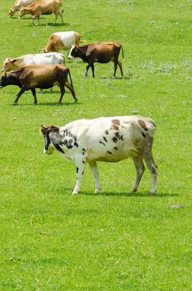 A zöld réten legelésző tehenek — Stock Fotó