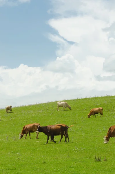 Krów pasących się na polu zielonym — Zdjęcie stockowe