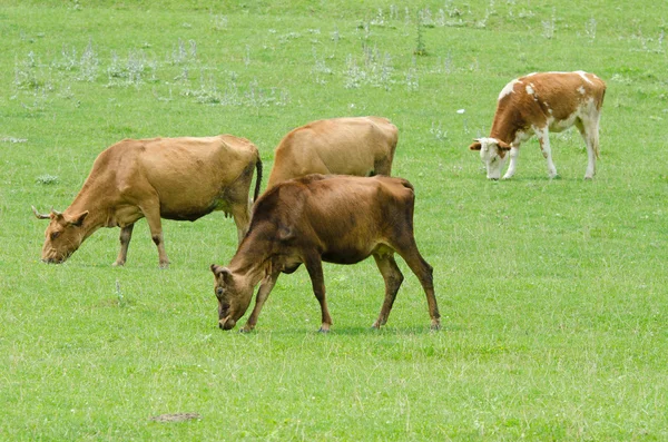 Cows grazing on the green field — Stock Photo, Image