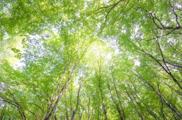 明るい夏の日の緑の森 — ストック写真