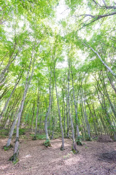 Зеленый лес в яркий летний день — стоковое фото
