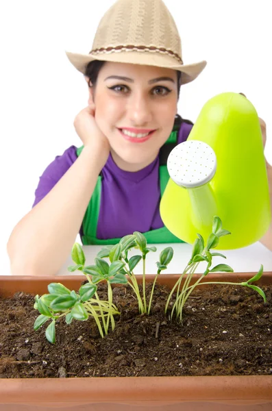 화이트에 식물을 급수 하는 여자 — 스톡 사진