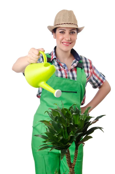 Meisje op wit planten water geven — Stockfoto