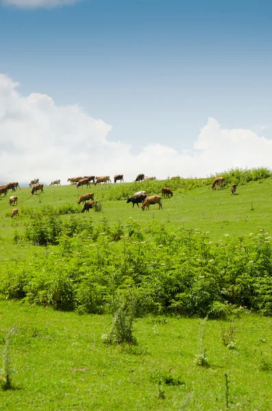 Vacas pastando en el campo verde —  Fotos de Stock