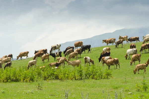 Kor som betar på det gröna fältet — Stockfoto