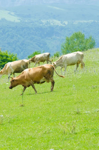 Vacas pastando en el campo verde —  Fotos de Stock