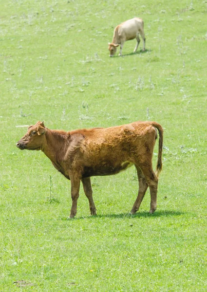 Αγελάδες που βόσκουν στο πράσινο πεδίο — Φωτογραφία Αρχείου