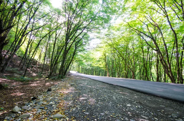 stock image Green forest in bright summer day