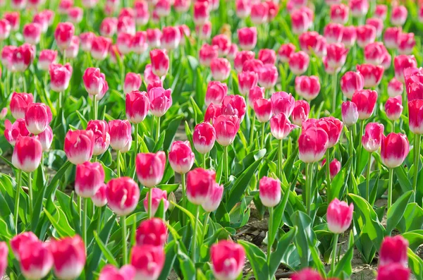 stock image Flowers tulips in the garden