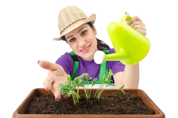 Dziewczyna podlewania roślin na biały — Zdjęcie stockowe