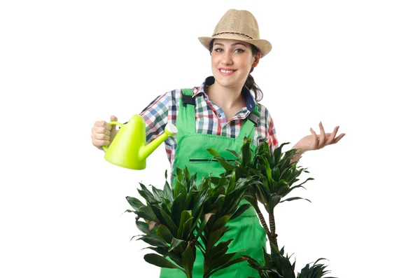Kvinna vattna växterna på vit — Stockfoto