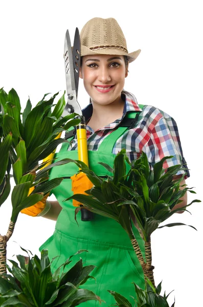 Woman gardener trimming plans on white — Stock Photo, Image