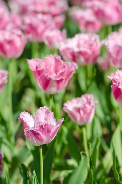 stock image Garden with tulip flowers in summer