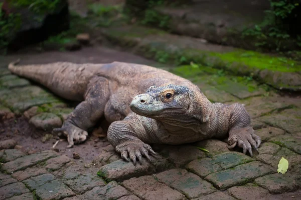 Komodo dragon mouth open | Komodo Dragon mouth open — Stock Photo ...