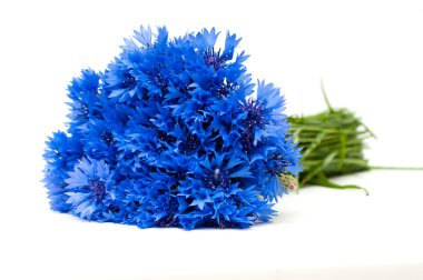 Beautiful blue cornflower clipart