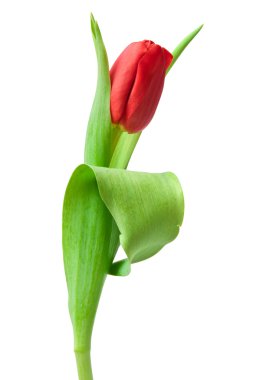 Red tulip clipart