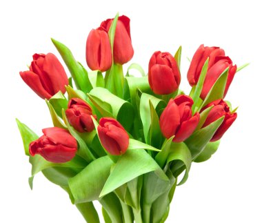 Tulips clipart