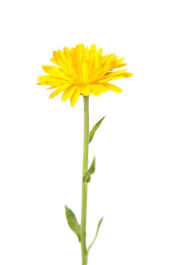 Calendula, kadife çiçeği