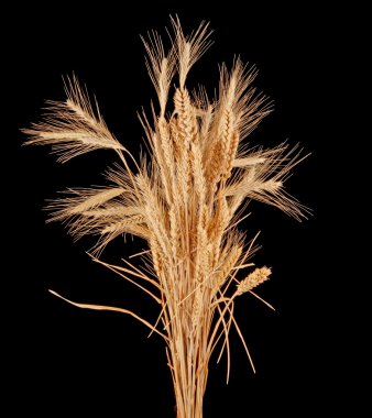 Wisp of wheat and rye clipart