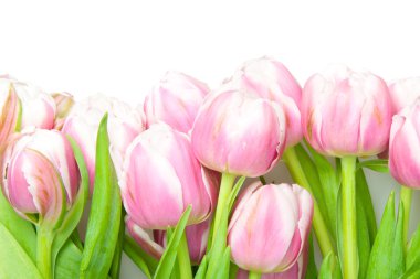 Pink tulips clipart