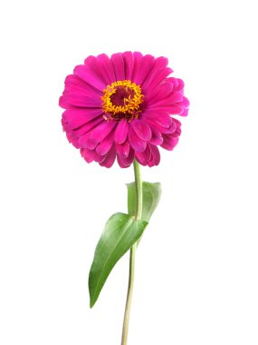 Zinnia isolated on white clipart