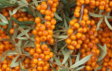 Sea-buckthorn clipart