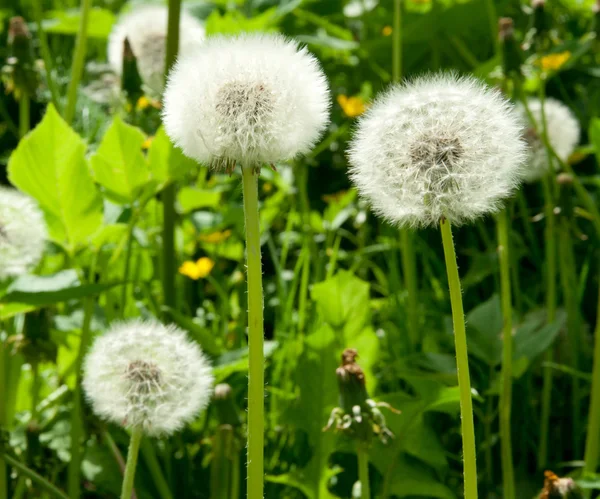White dandelion — Stock Photo, Image