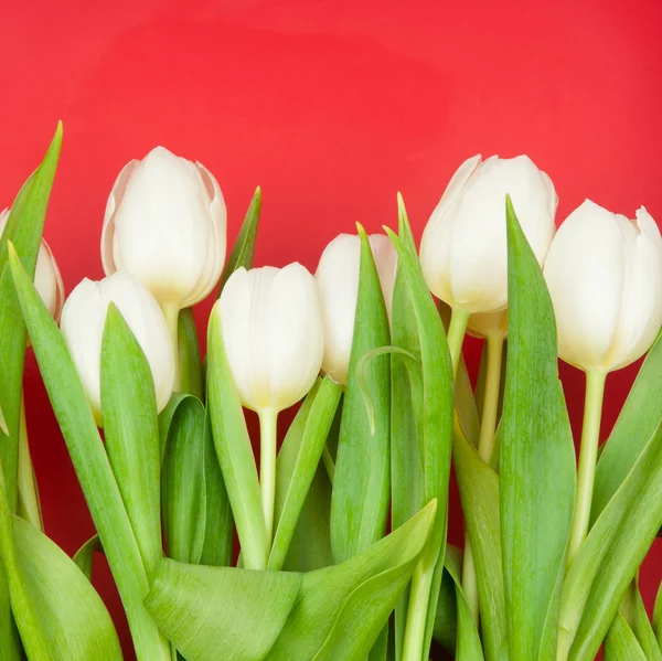 Hvite tulipaner – stockfoto