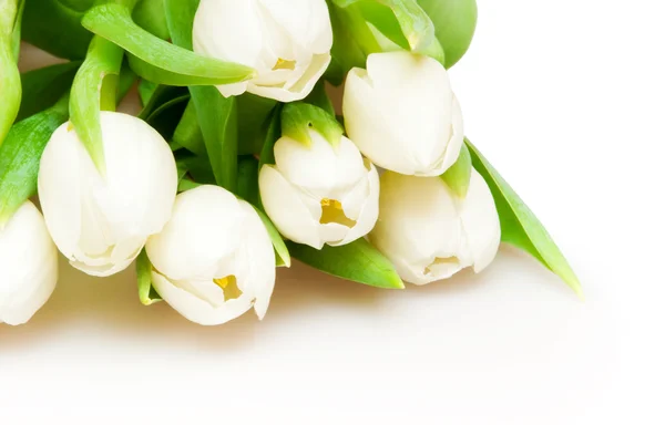 stock image Tulips