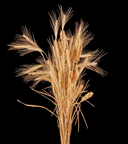 Wisp of wheat and rye — Stock Photo, Image