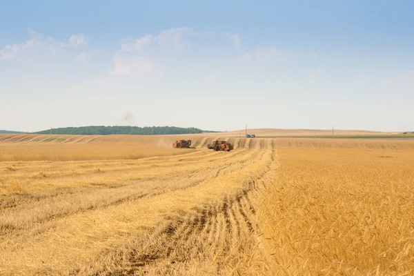Colheitadeira de grãos combinar no campo — Fotografia de Stock