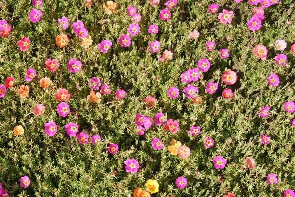 Flores verdolaga — Foto de Stock
