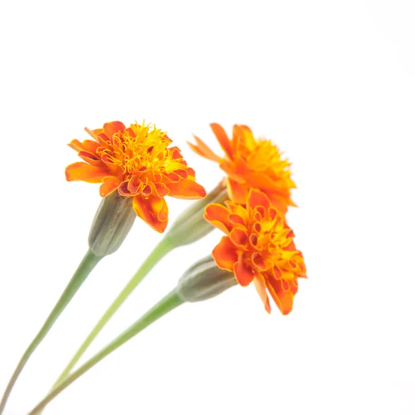 stock image Three tagetes