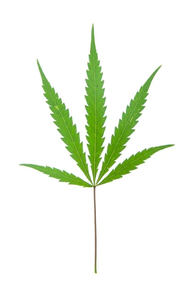 stock image Leaf of hemp