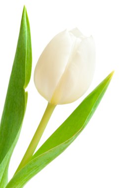 White tulip clipart