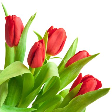 Tulips clipart