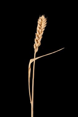 Ear of wheat clipart