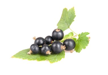 Blackcurrant clipart