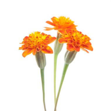 Three tagetes clipart