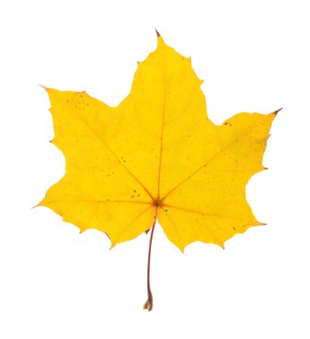 Maple leaf clipart