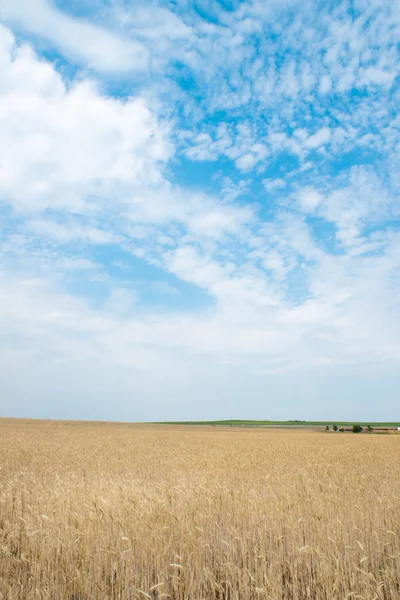 stock image Field of rye