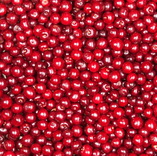 Červené cherry — Stock fotografie