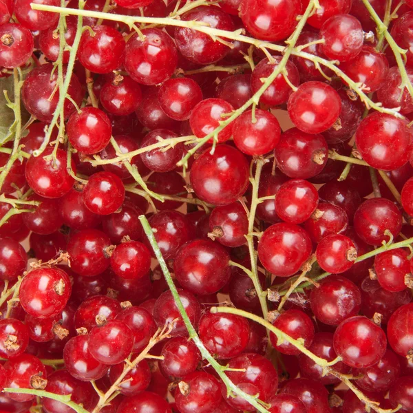 stock image Redcurrant