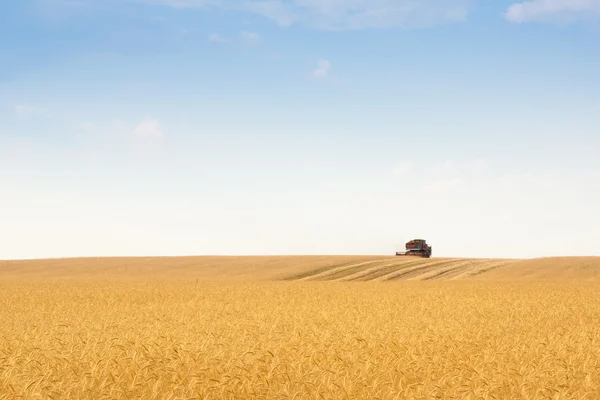 Récolteuse de grain combiner dans le champ — Photo