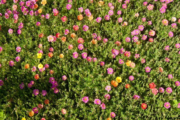 Flowers purslane — Stock Photo, Image